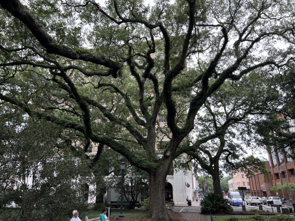 A Beautiful Tree In Savannah, GA