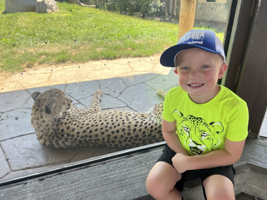 Checking out the Cheetah at the Columbus Zoo