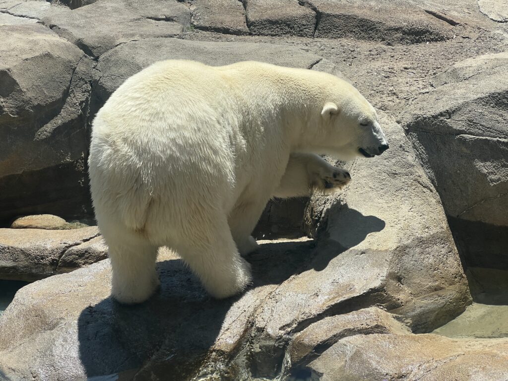 Polar Bear at the Columbus Zoo