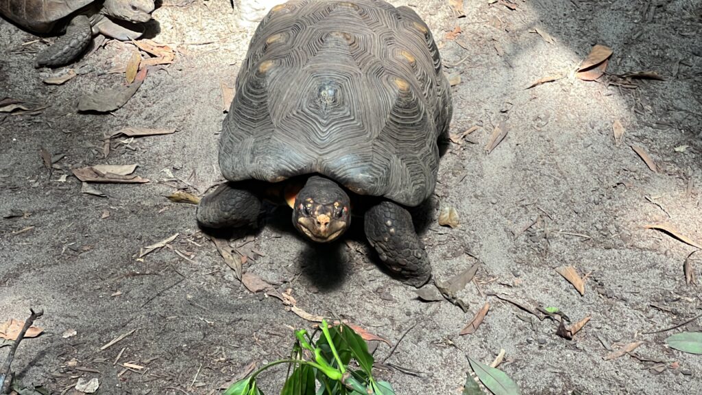 Turtle At Cincinnati Zoo