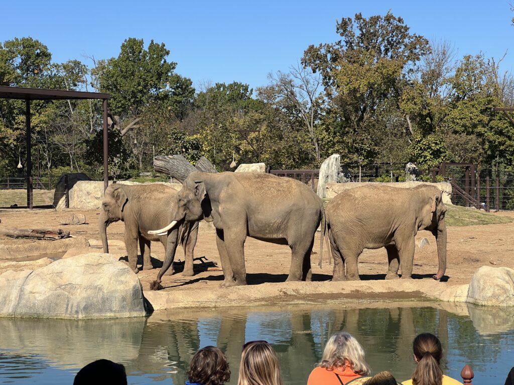 Cincinnati Zoo New Elephant Exhibit