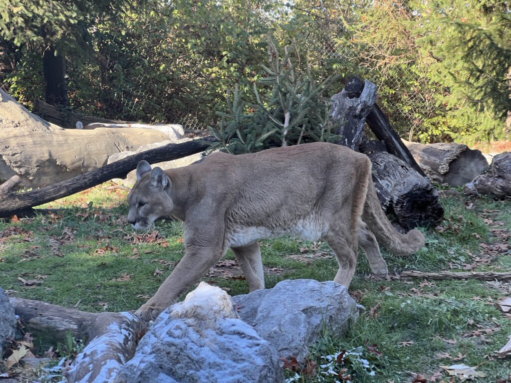 Puma at Cincinnati Zoo