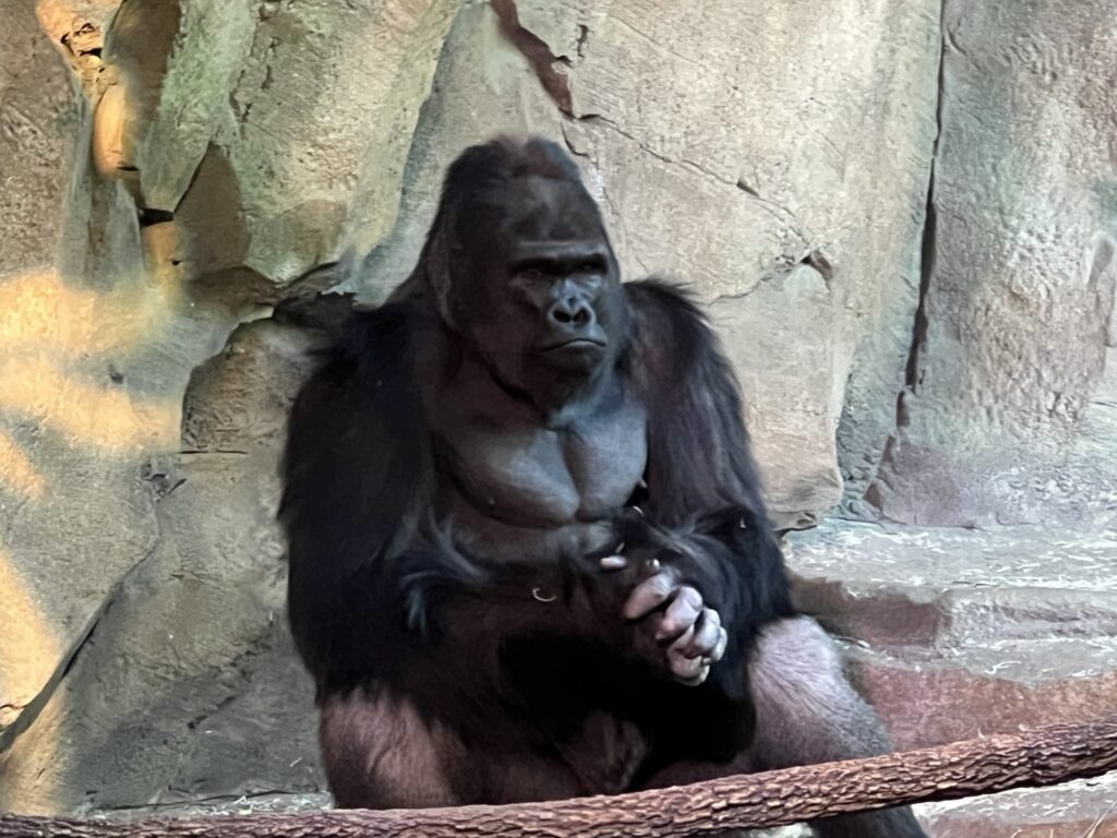 Silverback Gorilla At The Cincinnati Zoo